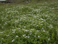 Cornus suecica 60, Zweedse kornoelje, Saxifraga-Willem van Kruijsbergen