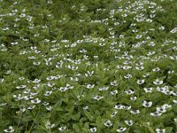 Cornus suecica 61, Zweedse kornoelje, Saxifraga-Willem van Kruijsbergen