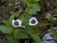 Cornus suecica 8, Zweedse kornoelje, Saxifraga-Willem van Kruijsbergen