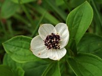 Cornus suecica 9, Zweedse kornoelje, Saxifraga-Hans Dekker