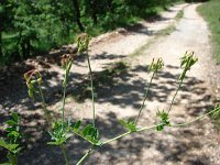 Coronilla coronata 2, Saxifraga-Jasenka Topic