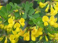 Coronilla emeroides 2, Saxifraga-Jasenka Topic