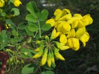 Coronilla emerus 2, Saxifraga-Rutger Barendse