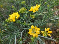 Coronilla juncea 2, Saxifraga-Ed Stikvoort