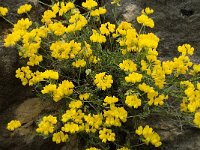 Coronilla minima 10, Saxifraga-Jan van der Straaten