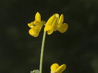 Coronilla minima 5, Saxifraga-Jan van der Straaten