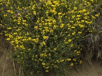 Coronilla minima 6, Saxifraga-Marijke Verhagen