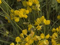 Coronilla minima 7, Saxifraga-Marijke Verhagen