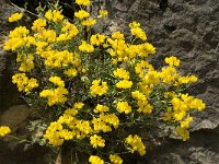 Coronilla minima 9, Saxifraga-Jan van der Straaten