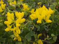 Coronilla repanda ssp dura 2, Saxifraga-Willem van Kruijsbergen