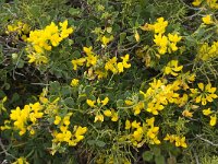 Coronilla repanda ssp dura 7, Saxifraga-Willem van Kruijsbergen