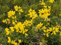 Coronilla repanda ssp dura 8, Saxifraga-Jan van der Straaten