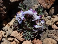 Corydalis alpestris 3, Saxifraga-Ed Stikvoort