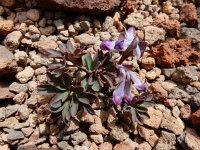 Corydalis alpestris 6, Saxifraga-Ed Stikvoort