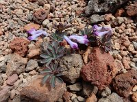 Corydalis alpestris 7, Saxifraga-Ed Stikvoort