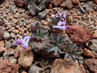 Corydalis alpestris 8, Saxifraga-Ed Stikvoort