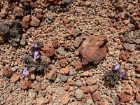 Corydalis alpestris 9, Saxifraga-Ed Stikvoort