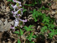 Corydalis cava 12, Holwortel, Saxifraga-Ed Stikvoort