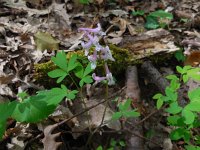 Corydalis cava 13, Holwortel, Saxifraga-Ed Stikvoort