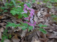 Corydalis cava 14, Holwortel, Saxifraga-Ed Stikvoort