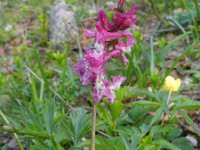 Corydalis cava 15, Holwortel, Saxifraga-Rutger Barendse