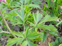 Corydalis cava 17, Holwortel, Saxifraga-Rutger Barendse