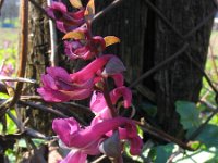 Corydalis cava 2, Holwortel, Saxifraga-Jasenka Topic