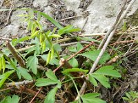 Corydalis cava 21, Holwortel, Saxifraga-Rutger Barendse