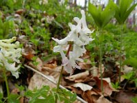 Corydalis cava 24, Holwortel, Saxifraga-Rutger Barendse