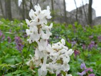 Corydalis cava 25, Holwortel, Saxifraga-Rutger Barendse