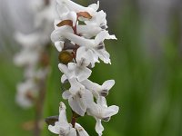 Corydalis cava 26, Holwortel, Saxifraga-Luuk Vermeer