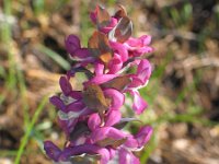 Corydalis cava 3, Holwortel, Saxifraga-Jasenka Topic