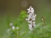 Corydalis cava 31, Holwortel, Saxifraga-Luuk Vermeer