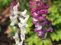 Corydalis cava 32, Holwortel, Saxifraga-Hans Dekker