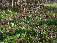 Corydalis cava 35, Holwortel, Saxifraga-Hans Dekker