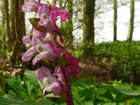 Corydalis cava 36, Holwortel, Saxifraga-Hans Grotenhuis
