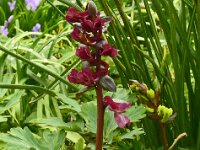 Corydalis cava 41, Holwortel, Saxifraga-Hans Grotenhuis