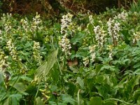 Corydalis cava 42, Holwortel, Saxifraga-Hans Grotenhuis