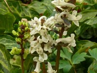Corydalis cava 43, Holwortel, Saxifraga-Hans Grotenhuis