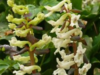 Corydalis cava 44, Holwortel, Saxifraga-Hans Grotenhuis