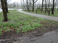 Corydalis cava 45, Holwortel, Saxifraga-Michiel rok3