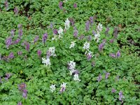Corydalis cava 46, Holwortel, Saxifraga-Michiel rok