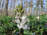 Corydalis cava 5, Holwortel, Saxifraga-Jasenka Topic