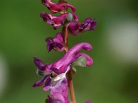 Corydalis cava 6, Holwortel, Saxifraga-Hans Dekker