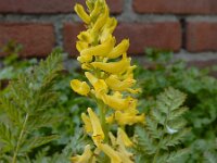 Corydalis cheilanthifolia 10, Varenhelmbloem, Saxifraga-Ed Stikvoort