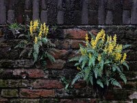 Corydalis cheilanthifolia 14, Varenhelmbloem, Saxifraga-Ed Stikvoort