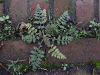 Corydalis cheilanthifolia 15, Varenhelmbloem, Saxifraga-Ed Stikvoort