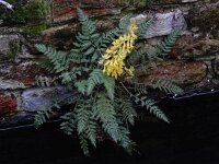 Corydalis cheilanthifolia 16, Varenhelmbloem, Saxifraga-Ed Stikvoort