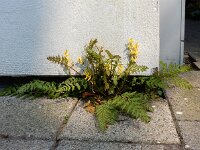 Corydalis cheilanthifolia 17, Varenhelmbloem, Saxifraga-Ed Stikvoort
