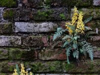 Corydalis cheilanthifolia 18, Varenhelmbloem, Saxifraga-Ed Stikvoort